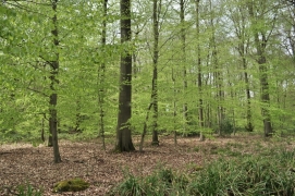 Forêts et chgt climatiques