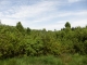 F3.16a - Fourrés à [Juniperus communis] sur landes