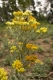 Helichrysum arenarium [copyright]