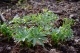 Helleborus viridis subsp. occidentalis [copyright Barbier Yvan]