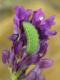 chenille d'Azuré commun (Polyommatus icarus) sur Medicago sativa [copyright Baugnée Jean-Yves]