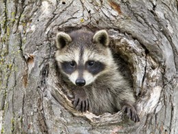 little-raccoon-peeking-our-hole-tree-baby-head-paws-sticking-out-86762946