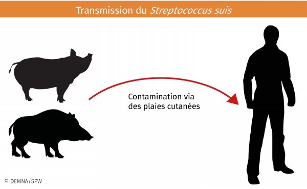 cycle_streptococcussus