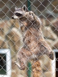 raccoon-procyon-lotor-zoo-behind-fence-40090699