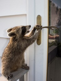 adorable-baby-raccoon-sitting-weathered-gray-railing-trying-to-open-glass-brass-door-baby-raccoon-attempting-to-136643625