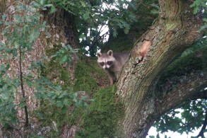 Raccoon_in_tree_auteru_Rks117