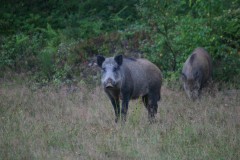 Sus scrofa 04