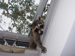 baby-raccoon-reaching-skylight-peeking-open-animals-arm-down-window-there-gray-sky-tree-branches-136659421