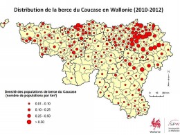 Distribution de la berce du Caucase en Wallonie