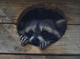 raccoon-eating-egg-75338535