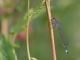 Agrion élégant (Ischnura elegans) Femelle immature, forme violette. [copyright Kinet Thierry]