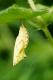 chrysalide de Paon-du-jour (Inachis io) [CC by-sa San Martin Gilles]