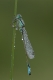 Agrion élégant (Ischnura elegans) Mâle. [copyright Barbier Yvan]