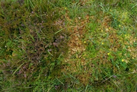 Lande humide avec Calluna vulgaris, Sphagnum et Potentilla erecta