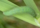 chenille de Mégère ou Satyre (Lasiommata megera) [copyright Baugnée Jean-Yves]