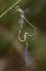 Leste vert (Lestes viridis) Mâle et femelle accouplement. [copyright Simon Luc]