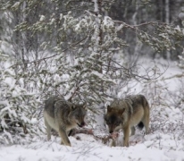 Loup d'un an (gauche), mâle adulte (droite)