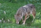 Canis lupus typique de la lignée italo-alpine  [copyright Fichefet Violaine]
