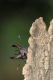 mâle de Lucane cerf-volant (Lucanus cervus) [CC by Fichefet Violaine]