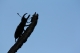 mâle de Lucane cerf-volant (Lucanus cervus) [CC by Fichefet Violaine]