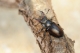 mâle de Lucane cerf-volant (Lucanus cervus) [copyright Barbier Yvan]