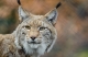 Lynx lynx 01 [CC0 Mcmichael Claudie]
