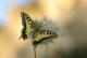 Machaon (Papilio machaon) [copyright Barbier Yvan]