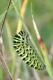 chenille de Machaon (Papilio machaon) [CC by-sa San Martin Gilles]