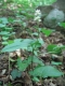 Maianthemum bifolium [copyright Wibail Lionel]