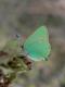 Thécla de la ronce (Callophrys rubi) [libre Mézière Nicolas]