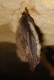 Vespertillon de Bechstein (Myotis bechsteinii) [CC by Gathoye Jean_louis]