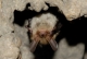 Vespertillon de Bechstein (Myotis bechsteinii) [CC by Gathoye Jean_louis]