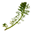 Myriophyllum_aquaticum_Ben_Kieft_trans_45x45