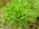 Myriophyllum-aquaticum-Etienne-Branquart