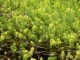 Myriophyllum aquaticum détail herbier [CC by Branquart Etienne]
