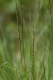 E1.71a - Nardaies oligotrophes à [Polygala serpyllifolia]