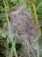 Nid communautaire de Damier de la succise (Euphydryas aurinia) [CC by Fichefet Violaine]