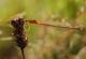 Agrion nain (Ischnura pumilio) Femelle immature.  [copyright Dufour David]