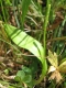 Ophioglossum vulgatum [copyright]