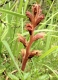 Orobanche teucrii [copyright]