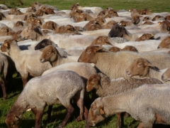 Pâturage_moutons