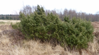 Juniperuscommunis2