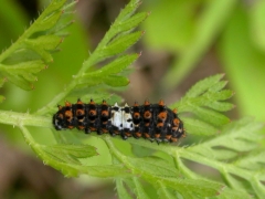 Papilio machaon_Daucus carota_JYB.JPG