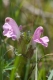 Pedicularis sylvatica [copyright]