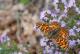 Mélitée des Centaurées (Melitaea phoebe) [CC by-sa San Martin Gilles]
