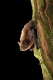 Pipistrelle pygmée