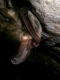 Oreillard gris (Plecotus austriacus) [copyright Titeux Nicolas]