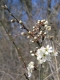 Prunus spinosa [copyright]