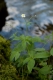 Ranunculus platanifolius [copyright Wibail Lionel]