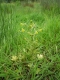 Ranunculus sceleratus.jpg